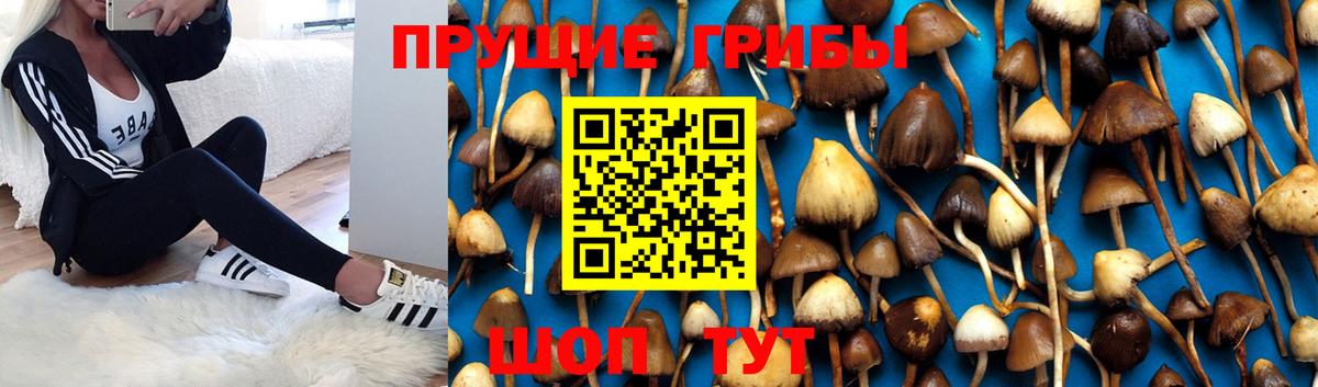 Галлюциногенные грибы Psilocybe Югорск